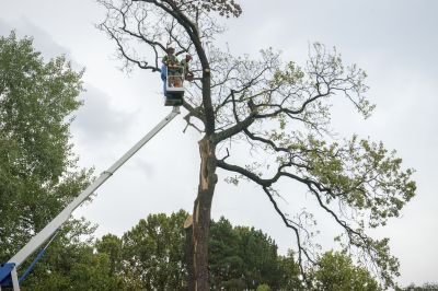 Tree Removal Site