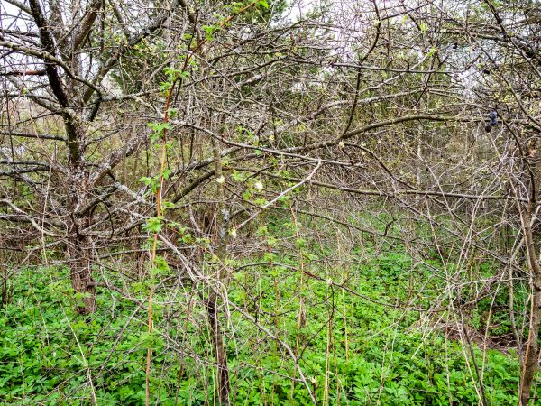 Underbrush Clearing in Helena
