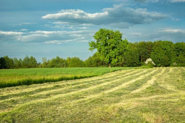 Cost of Vegetation Removal in Helena