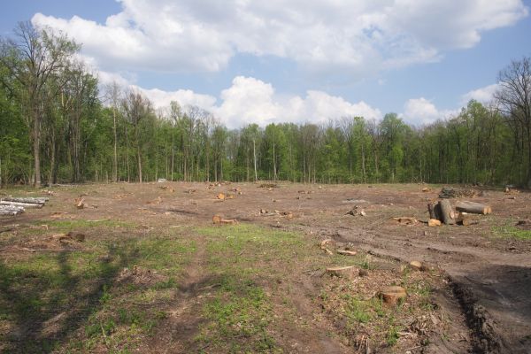 Pasture Clearing in Helena
