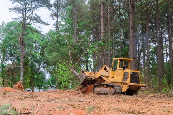 Forest Thinning in Helena