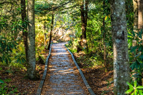 Cost of Trail Clearing in Helena