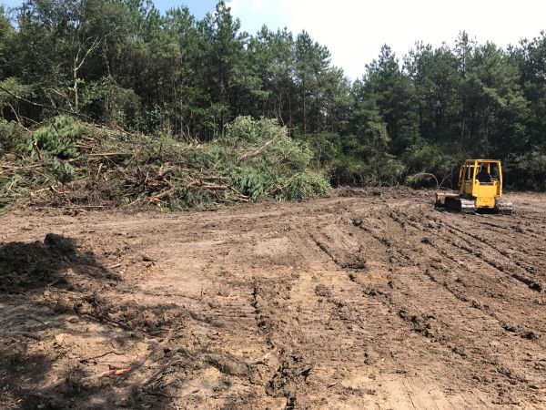 Thicket Clearing in Helena